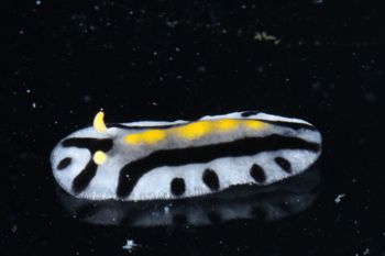 Media type: image;   Malacology 393807 Description: live specimen;